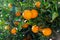 Closeup of green tangerines trees with oranges