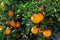 Closeup of green tangerines trees with oranges