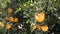 Closeup of green tangerines trees with oranges outdoor