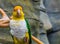 Closeup of a green thighed parrot, funny and colorful bird from the amazon of brazil, Endangered tropical animal specie