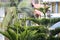 Closeup of green of Thuja trees Platycladus orientalis on isolated city background. Evergreen plant. Blooming Christmas leaves