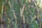 Closeup of green timothy grass in a field under the sunlight