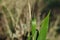 Closeup of green timothy grass in a field under the sunlight