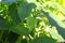 Closeup of a green tomatillo husk growing in the garden