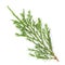 Closeup of green twig of thuja the cypress family on white