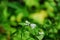 Closeup of a green-veined white butterfly on small flowers, Pieris napi