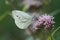 A closeup of a green-veined white, Pieris napi, butterfly with open wings on a pink Eupatorium cannabinum flower