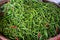 Closeup of green vibrant hot chilli peppers at a market in Myanmar