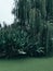 closeup of green wetlands with plants