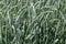 Closeup of green wheat tillers in a field