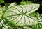 Closeup of green and white caladium leaf