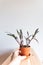 Closeup of green and white home plant on white background