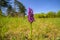 Closeup of a Green Winged Orchid on a sunny day in spring
