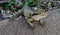 Closeup of green and yellow Iguana lizard with splayed toes crawling through fence onto concrete walkway