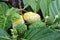 Closeup of the green and yellow noni fruit also known as Morinda citrifolia