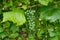 Closeup Green young grapes on the branches of a vineyard