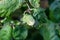 Closeup of green young hazelnut growing on a tree