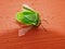 Closeup of a green, young stink bug Palomena prasina