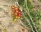 Closeup of Greenhouse Cherry Tomatoes