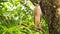 Closeup Grey Cattle Egret Sits on Tree Branch