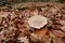 Closeup on the grey colored Clouded Agaric or Funnel mushroom, Clitocybe nebularis on the forest floor