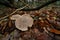 Closeup on the grey colored Clouded Agaric or Funnel mushroom, Clitocybe nebularis on the forest floor