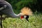 Closeup of a grey crowned crane - African bird
