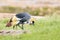 Closeup of the grey crowned cranes walking in the green field