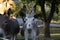 Closeup of a grey donkey under the daylight