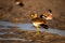 Closeup of a Grey-headed lapwing perched on the ground