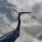 Closeup of grey heron from above with reflection of the cloudy sky in the background