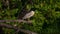 Closeup of a grey heron (Ardea cinerea) on a branch of a lush tree in the forest