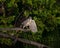 Closeup of a grey heron (Ardea cinerea) on a branch of a lush tree in the forest