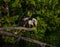 Closeup of a grey heron (Ardea cinerea) on a branch of a lush tree in the forest