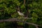 Closeup of a grey heron (Ardea cinerea) on a branch of a lush tree in the forest