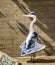 Closeup of a grey heron standing in funny position with its wings, common bird specie from Eurasia