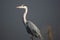 Closeup of a grey heron standing stationary beside the water.