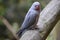 Closeup of a grey Indian Ringneck Parakeet in a park in South Africa