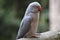 Closeup of a grey Indian Ringneck Parakeet in a park in South Africa