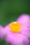 CloseUp Grey-Leaved Cistus, Vibrant Colours, Soft Focus