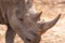 Closeup of a grey rhinoceros with big horns standing on the ground with a blurry background