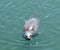 Closeup of Grey Seal Floating in the Ocean