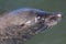 Closeup of Grey Seal in Water