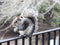 Closeup of Grey Squirrel Balancing on Deck Rail