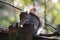 A closeup of a grey squirrel eating a nut in the forest