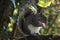 A closeup of a grey squirrel eating a nut in the forest