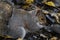 A closeup of a grey squirrel eating a nut in the forest