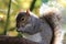 A closeup of a grey squirrel eating a nut in the forest