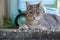 Closeup of a grey and white cat lying on the pavement outside