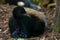 Closeup on a grey-winged trumpeter, Psophia crepitans, resting on the ground